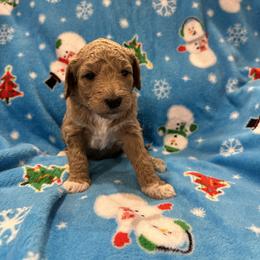 Bernedoodle, Goldendoodle, and Poodle Puppies from Gentle Paw Goldendoodles