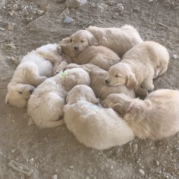 Golden Retriever Puppies from 3 Gun Retrievers