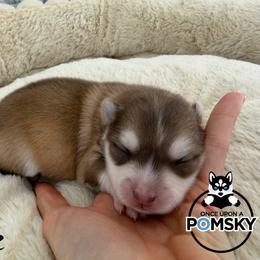 Moe - Red and white male Pomsky puppy in Eastman, Georgia from Once Upon A Pomsky