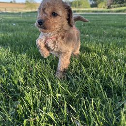 Boy 4- Red - Cream male Goldendoodle puppy in Luana, Iowa from Country View Bernedoodles and Goldendoodles