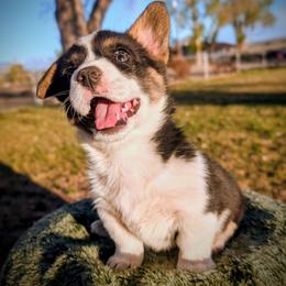 Blossom - Black and tan female Pembroke Welsh Corgi puppy in Hotchkiss, Colorado from Bell S Ranch