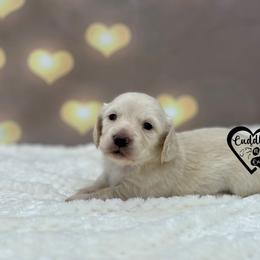 Izzy - Cream female Dachshund puppy in Nashville, Arkansas from Cuddles n Curls