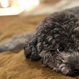 Poodles from Mini Winnies Poodles