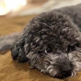 Poodles from Mini Winnies Poodles