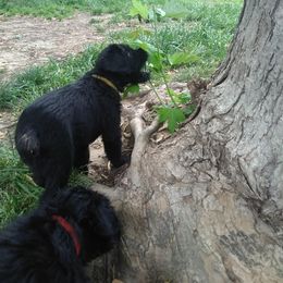 Giant Schnauzer Puppies from Oklahoma Giants