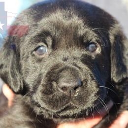 Labrador Retriever Puppies from Mariani Labrador Retrievers