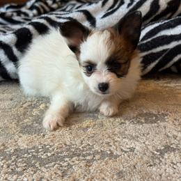 Mitzi's Girl - White and red female Papillon puppy in Shirley, Arkansas from Lucky Pups