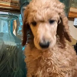 Poodles from D'Toirac Standard Poodles
