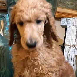 Poodles from D'Toirac Standard Poodles