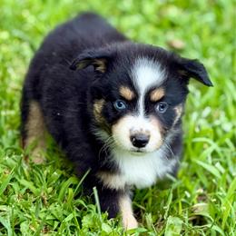 Maeve - Black tri female Miniature Australian Shepherd puppy in Patterson, North Carolina from DreamLine Aussies