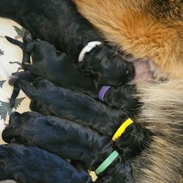 Miss Yellow - Black and red female German Shepherd puppy in Newaygo, Michigan from Sterley Shepherds