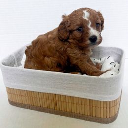 Cavalier King Charles Spaniel, Cavapoo, Poodle, Shihpoo, and Shih Tzu Puppies from Show Me Poodles Doodles and Cavaliers