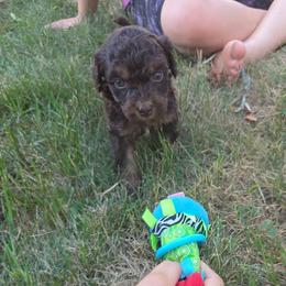 Skywalker - Red phantom female Aussiedoodle puppy in Cumberland, Rhode Island from W Doodle Crew