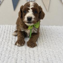 Green boy - Red  male Poodle puppy in Waskom, Texas from Pearls & Curls doodles & poodles
