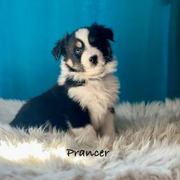 Prancer - Black tri-color male Australian Shepherd puppy in Howardsville, Virginia from Spectacular Aussies and Cavaliers