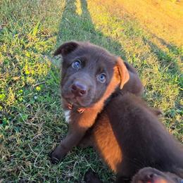 Dunkin - Liver male German Shepherd puppy in Winston Salem, North Carolina from Samtastic Shepherds