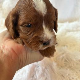 Angel - Red female Cavapoo puppy in Adrian, Oregon from ApplebyFarm