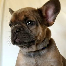 French Bulldog Puppies from Oil Patch Frenchies