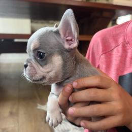 Doc - Blue fawn male French Bulldog puppy in Rathdrum, Idaho from Smart Pomskies and Frenchies
