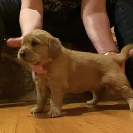 Golden Retriever Puppies from Aurora's Northern Goldens