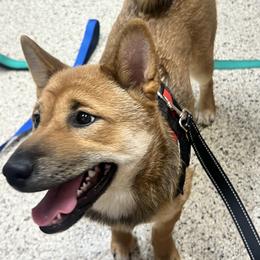 Shiba Inu Puppies from Haste