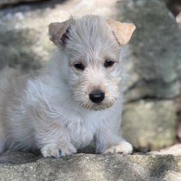 Scottish Terrier puppies from Capstone Scottish Terriers