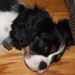 Shelbie - Cavalier King Charles Spaniel
