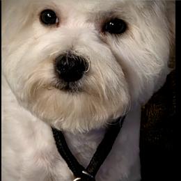 Silver-gray male - White male Bichon Frise puppy in Apple River, Illinois from Barb's Bichons Bichonfrise.ws