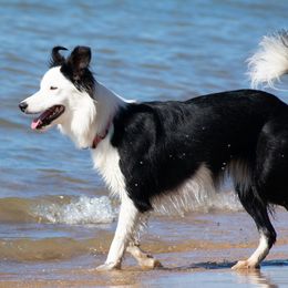 Sage - Border Collie