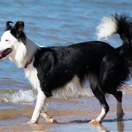 Sage - Border Collie