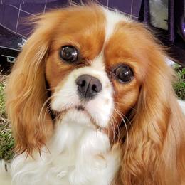 Scarlett - Cavalier King Charles Spaniel