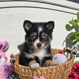 Vince - Black and white male Pomsky puppy in Elgin, Oregon from Kenna'z Kuddly Pomskiez