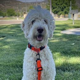 Charlie - Goldendoodle