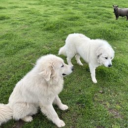Great Pyrenees All Grown Up from McCarthy Ranchette
