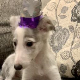 Silken Windhound Puppies from Regalant Silken Windhounds