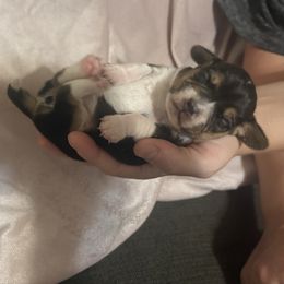 Sam - Black tan and white male Beagle puppy in Gentry, Arkansas from HC Puppy Ranch