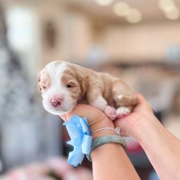 Nonny - Red  male Goldendoodle puppy in Ontario, California from Teddy Doodles & Standard Poodles