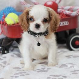 Cavalier King Charles Spaniel puppies from Horseshoe Drive Kennel
