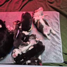 Boy 1 - Black and tan male Pembroke Welsh Corgi puppy in Gallipolis, Ohio from Raccoon Creek Corgis