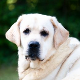 Goldilocks - Labrador Retriever