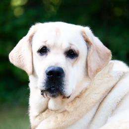 Goldilocks - Labrador Retriever
