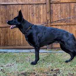 Salem - German Shepherd
