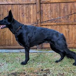 Salem - German Shepherd