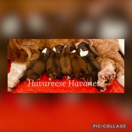 Havanese puppies from HavaReese Havanese