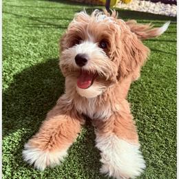 Mumford - Goldendoodle