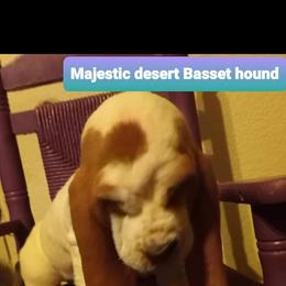 Basset Hound Puppies from Majestic Desert Basset Hounds