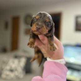 Valentino - Chocolate and tan male Dachshund puppy in Mc Alester, Ok, Oklahoma from New Hope Miniature Dachshunds