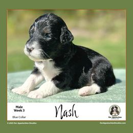 NASH (Blue Collar) - Black tri-color male Aussiedoodle puppy in Branchland, West Virginia from Our Appalachian Doodles