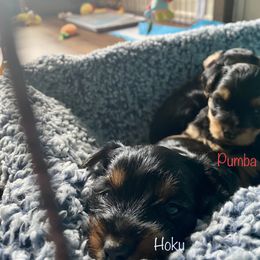 Yorkshire Terrier Puppies from Cutest AKC AZ Yorkies