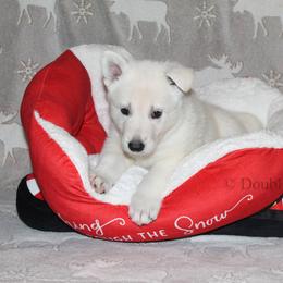 Pink girl - White female German Shepherd puppy in Bexar County, Texas from Scenic Creek German Shepherds and White Swiss Shepherds